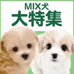【 MIX犬特集 】5/14現在在店中のオンリーワンコ!最新動画は必見!