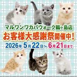【 お知らせ 】お客様大感謝祭開催!マルワンワカバウォーク鶴ヶ島店の子猫紹介!