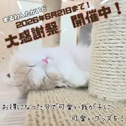 【 お知らせ 】お客様大感謝祭開催中!高井戸店のネコちゃんをご紹介!