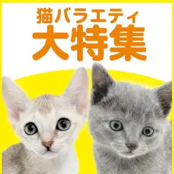 【 猫バラエティ特集 】5/28現在在店中のバラエティにゃんこたちをご紹介！