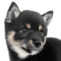 【 豆柴 】理想的な鉄サビ色を身にまとった小顔の黒豆柴の女の子が登場！