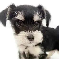 【 ミニチュアシュナウザー 】ぬいぐるみ感満載!唯一無二の存在とその魅力に追及!