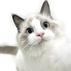 【 ラグドール 】猫との暮らしをもっと楽しく、人懐っこく穏やかな女の子！