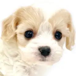 【 MIX 】話題沸騰中のミックス犬、キャバションがやってきた!