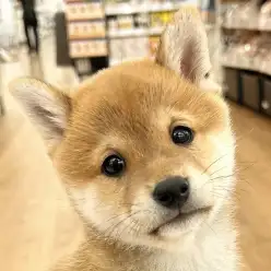 【 豆柴 】やっぱり人気!家族がすぐに決まる城山店の豆柴ちゃん
