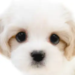【 マルキャバ 】バランスの取れたルックスに穏やか雰囲気を纏ったMIX犬の女の子