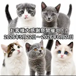 【 お客様大感謝祭 】港北NT店の猫ちゃんご紹介!