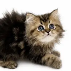 【 ペルシャ 】究極な甘えん坊!ゴールデンカラーの猫の王子様