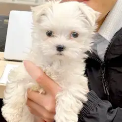 【 お迎え後無料相談風景 】卒業生マルチーズのヨシちゃんのお手入れ相談