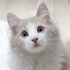 【 ノルウェージャン 】本日の鶴ヶ島っ子!穏やか男子のノルちゃん