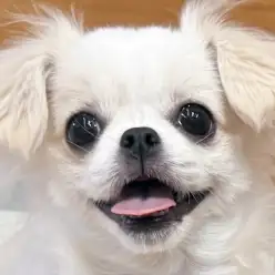 【 チワぺキ 】社交性抜群な唯一無二のMIX犬！マイブームやお散歩デビューに迫る