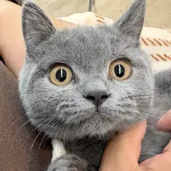 【 ブリティッシュショートヘア 】生後4ヶ月！懐っこく甘えん坊な子猫の成長記録