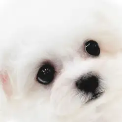 【 ビションフリーゼ 】純白の被毛に身を包んだアフロ犬!ミニビションの女の子!