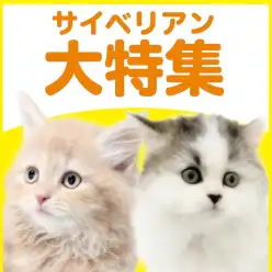 【 サイベリアン特集 】6/25現在は在店中のゴージャスニャンコ！最新動画付き！