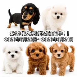 【 お客様大感謝祭 】港北NT店のワンちゃんご紹介!