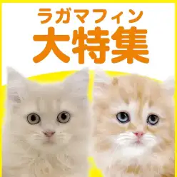 【 ラガマフィン特集 】6/11現在在店中のゴージャスにゃんこ！最新動画付き！
