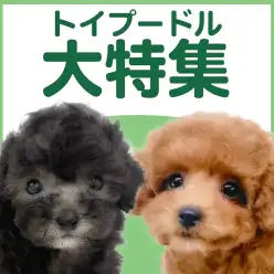 【 トイプードル特集 】6/11現在在店中の大人気犬種！最新動画は必見！