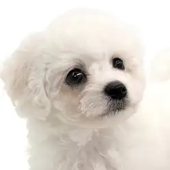 【 ビションフリーゼ 】モフモフ界の天使!抱っこできるわたあめちゃんです!