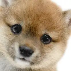 【 豆柴 】柴犬好き必見!超小柄で濃い赤の被毛が輝く女の子は室内犬のアイドル!