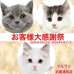 【 お知らせ 】お客様大感謝祭開催中!マルワン武蔵浦和店の子猫をご紹介
