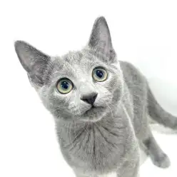 【 ロシアンブルー 】初めての猫ライフにぴったり穏やかで甘えん坊な男の子！