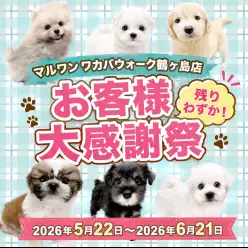 【 お知らせ 】お客様大感謝祭残りわずか!鶴ヶ島っ子の子犬最新情報お届け!
