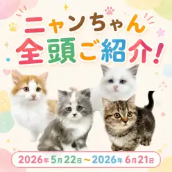 【 お知らせ 】お客様大感謝祭開催！マルワン板橋志村坂下店のネコちゃんをご紹介！
