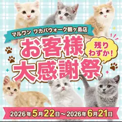 【 お知らせ 】お客様大感謝祭残りわずか！鶴ヶ島っ子の子猫最新情報お届け！