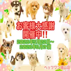 【 お知らせ 】すでに数組のご家族がお迎え！残り10日！大感謝祭開催中！