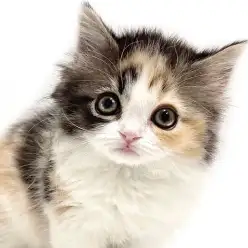 【 サイベリアン 】唯一無二のカラーにご注目!存在感抜群の三毛猫がやってきた!