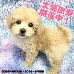 【 お知らせ 】お客様大感謝祭開催中！高井戸店のワンちゃんをご紹介！