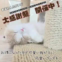 【 お知らせ 】お客様大感謝祭開催中！高井戸店のネコちゃんをご紹介！