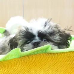 【 シーズー 】これがホントのホットドッグ？！シーちゃんのお気に入りベット！