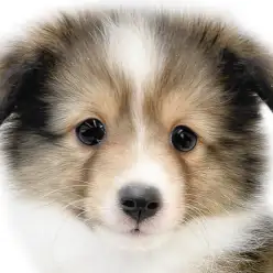 【 シェルティ 】つぶらな瞳と優雅な被毛！愛情深く優しい最高のパートナー犬！