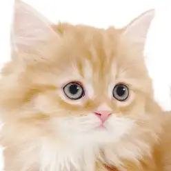【 マンチカン 】超短足のゴージャスボディ!目ヂカラ最強の甘えん坊ニャンコ!