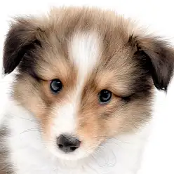 【 シェルティ 】ゴージャスな太めフルカラー!賢く美しい名犬登場!
