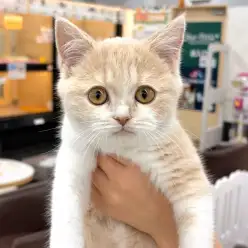 【 ブリティッシュショートヘア 】ご家族が決まったブリくんをご紹介します!