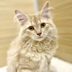 【 サイベリアン 】猫との時間を大切にしたい方へ人懐っこい男の子！