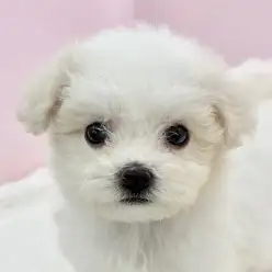 【 ビションフリーゼ 】手乗りサイズのビションちゃんがマルワン志村坂下店に入店!