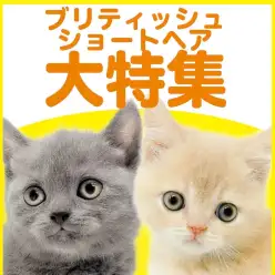 【 ブリティッシュショートヘア特集 】7/23現在在店中の丸顔ニャンコ特集!