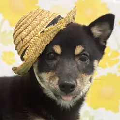 【 豆柴 】動画必見！シャンプーもへっちゃら！豆柴ちゃんならお家メンテ完璧！