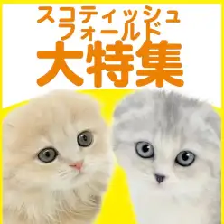 【 スコティッシュフォールド特集 】7/9現在在店中の垂れ耳丸顔にゃんこ特集!