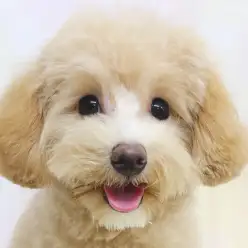 【 MIX 】笑顔が素敵なマルプーちゃんをお迎え後1ヶ月の生活のコツを伝授!