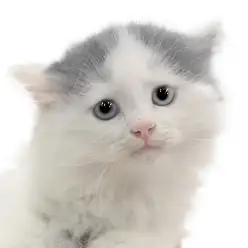 【 サイベリアン 】ご自宅でもお手入れできそうな天才猫!性格&外見抜群な美猫ちゃん