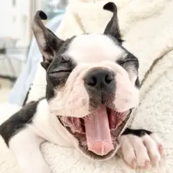 【 ボストンテリア 】ぶちゃかわ犬代表！生後3ヶ月を過ぎた甘えん坊の成長記録！