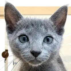 【 ロシアンブルー 】鮮やかなブルーが映える美形で甘えん坊子猫が東川口店に到来!