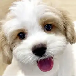 【 キャバマル 】パパ似?ママ似?成長とともに深まるミックス犬の魅力