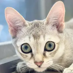 【 シンガプーラ 】特技は肩乗り抱っこ!甘えん坊で人懐こい性格はまるで犬みたい!