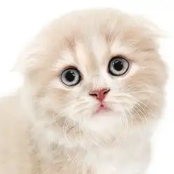 【 スコティッシュフォールド 】癒し度100％！人懐っこい子猫をお探しの方必見！