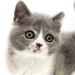 【 ブリティッシュショートヘア 】ダイリュートキャリコは唯一無二！激甘猫が到来！